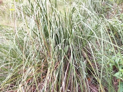 Cladium mariscus mariscus