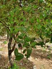 Quercus coccifera