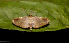 Microsca hedilalis