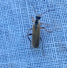 Cantharis decipiens