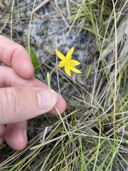 Hypoxis juncea