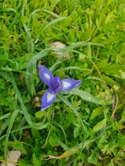 Moraea sisyrinchium