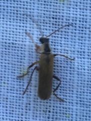 Cantharis decipiens
