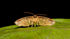 Microsca hedilalis