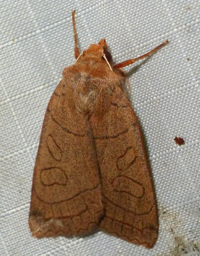 Unsated Sallow photo 2
