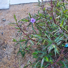 Ruellia simplex