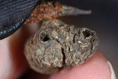 Callirhytis glandulus