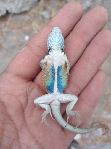 Gadow's Spiny Lizard
