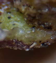 Cecidophyopsis psilaspis