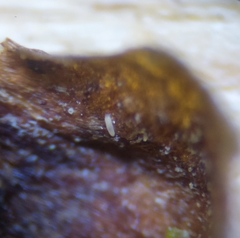 Cecidophyopsis psilaspis