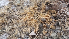 Oxytropis caespitosa