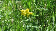 Thermopsis divaricarpa