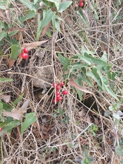 Smilax aspera