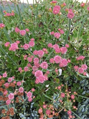 Eriogonum grande rubescens