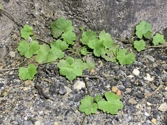 Hydrocotyle pseudoconferta