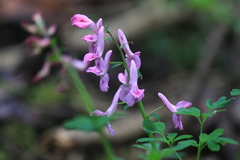 Corydalis decumbens