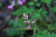 Corydalis decumbens
