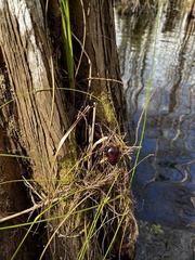 Eurycotis floridana