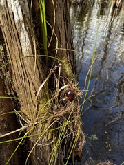 Eurycotis floridana