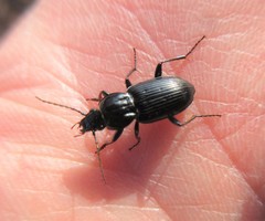 Pterostichus mutus