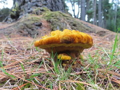 Phaeolus schweinitzii