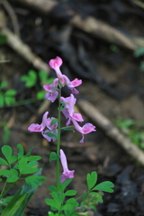 Corydalis decumbens