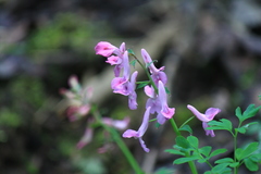 Corydalis decumbens