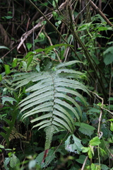 Christella acuminata