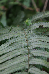 Christella acuminata