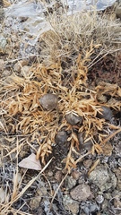 Oxytropis caespitosa