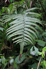 Christella acuminata