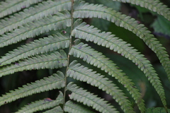 Christella acuminata