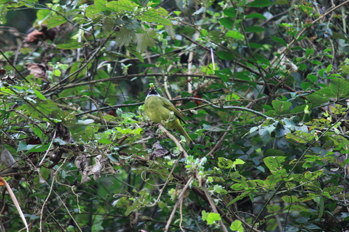 Collared Finchbill
