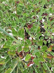 Eriogonum grande rubescens