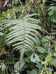 Christella acuminata