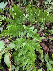 Ctenitis subglandulosa