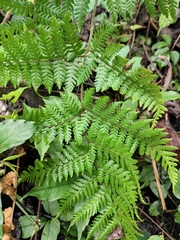 Ctenitis subglandulosa