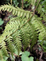 Ctenitis subglandulosa