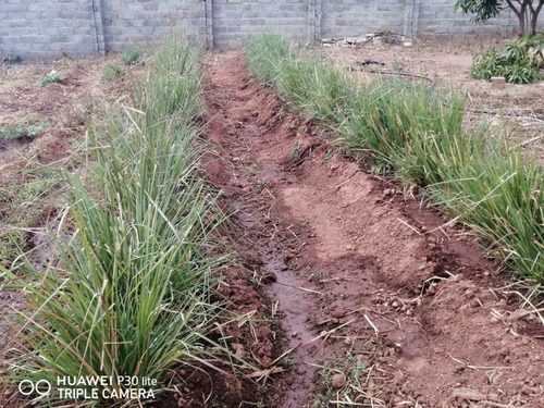 Vetiver