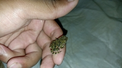 Phrynoidis juxtasper