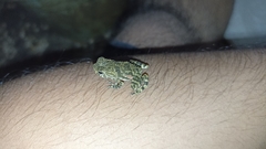 Phrynoidis juxtasper