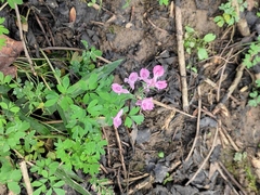 Corydalis decumbens