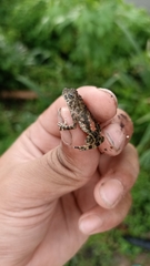 Phrynoidis juxtasper