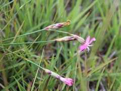 Dianthus basuticus