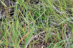 Dianthus basuticus