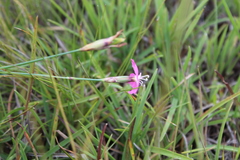 Dianthus basuticus