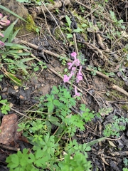 Corydalis decumbens
