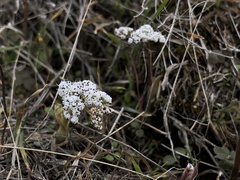 Lomatium linearifolium