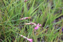 Dianthus basuticus
