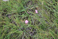 Dianthus basuticus